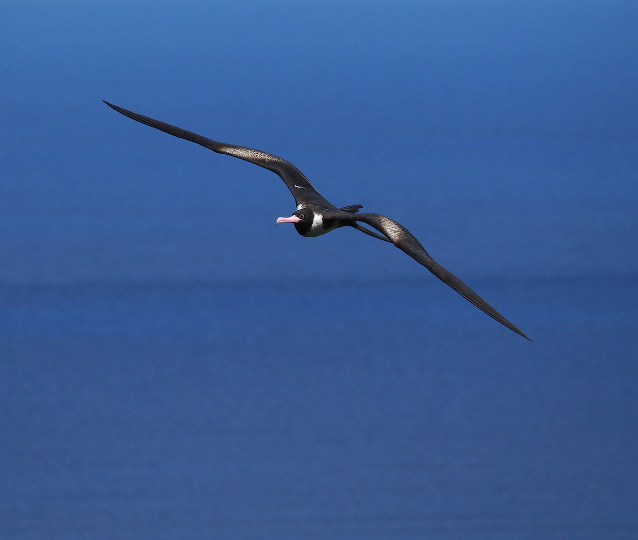 image Christmas Island Frigatebird